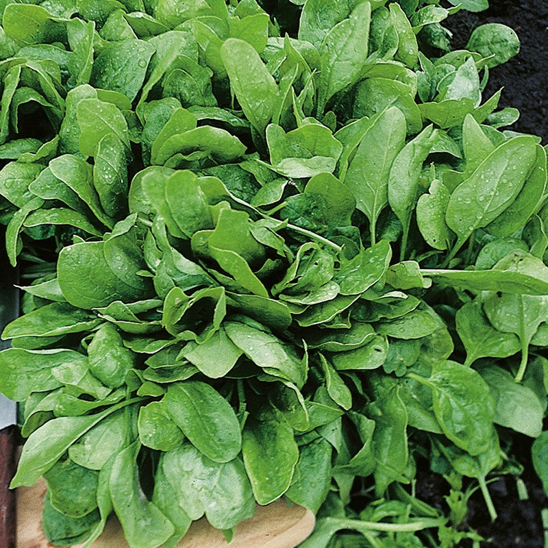Spinach Viking Seed Tape
