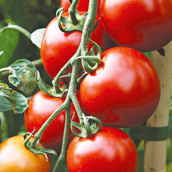 dt-brown VEGETABLE SEEDS Tomato Nimbus F1 Seeds (Medium)