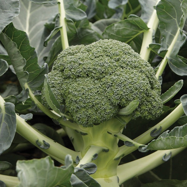 Calabrese Monclano F1 Seeds