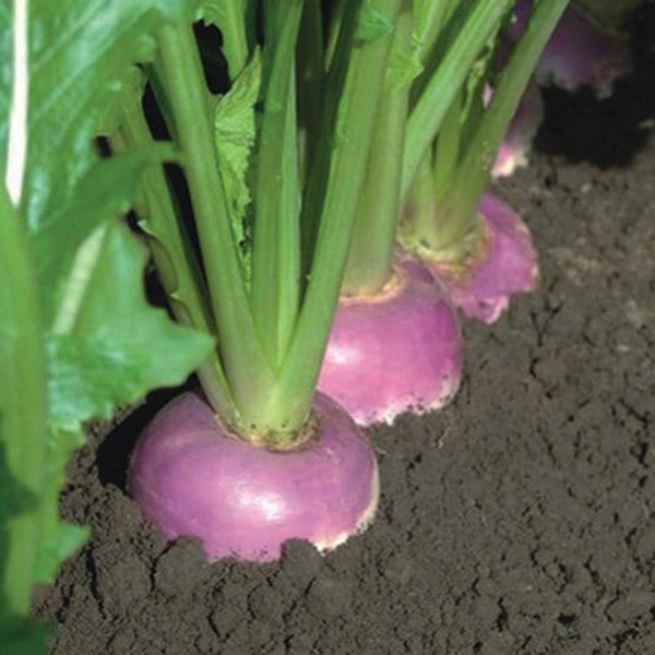 dt-brown VEGETABLE SEEDS Turnip  Falco F1 Seeds