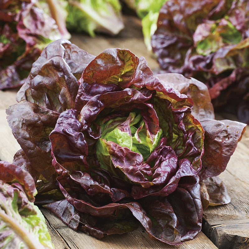Lettuce Marvel of Four Seasons Seeds