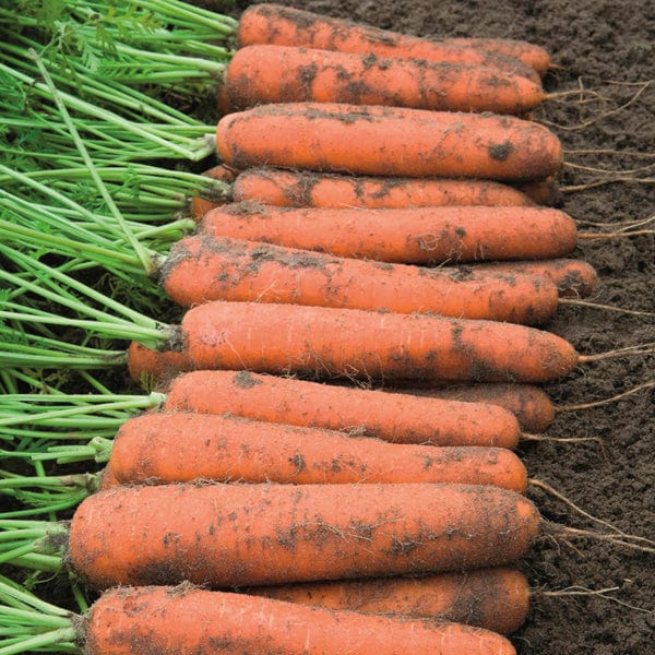 dt-brown VEGETABLE SEEDS Carrot Norwich F1 Seeds