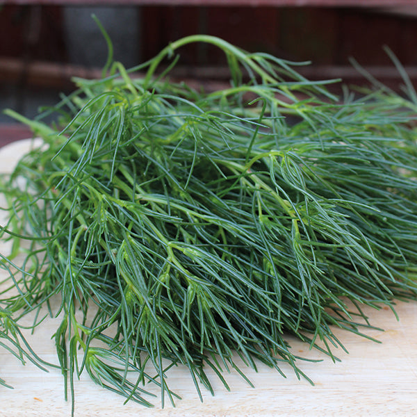 Agretti Saltwort Seeds