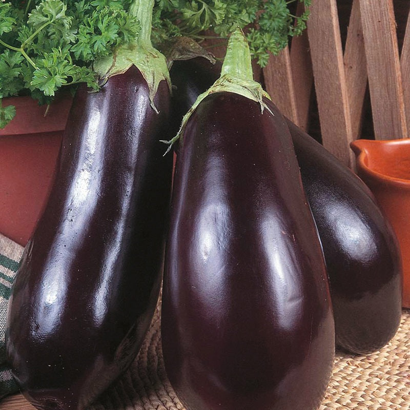Organic Aubergine Black Beauty Seeds