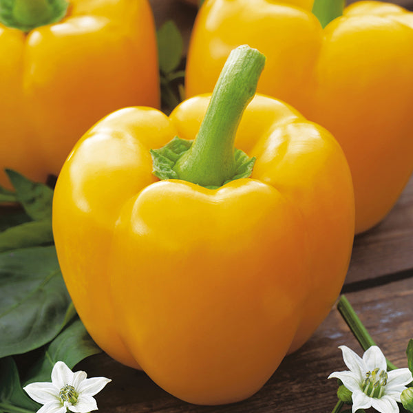 Sweet Pepper Yellow Bell Seeds