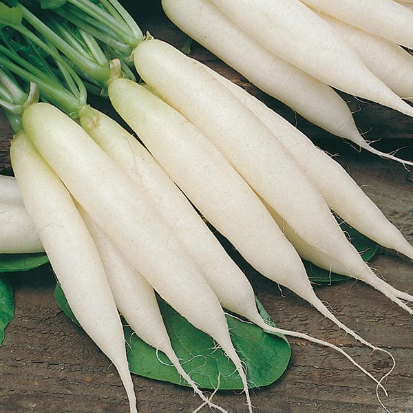 dt-brown VEGETABLE SEEDS Radish Long White Icicle Seeds