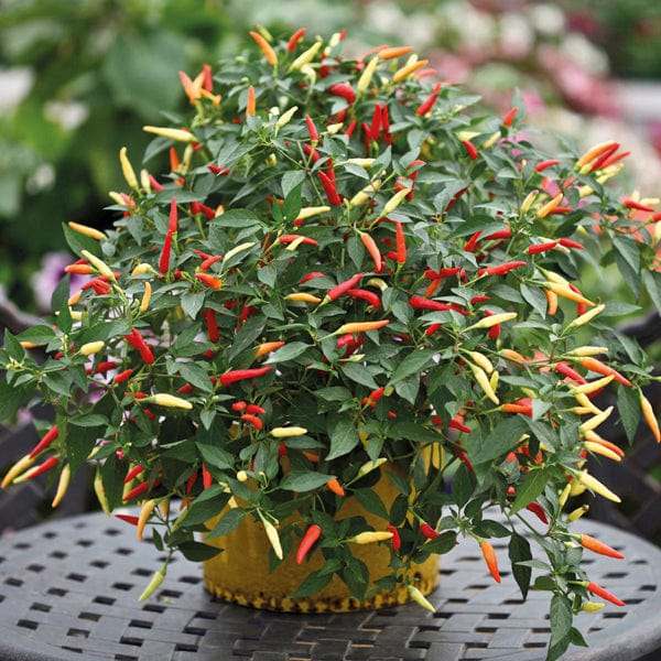 dt-brown VEGETABLE SEEDS Pepper (Chilli) Basket of Fire Seeds