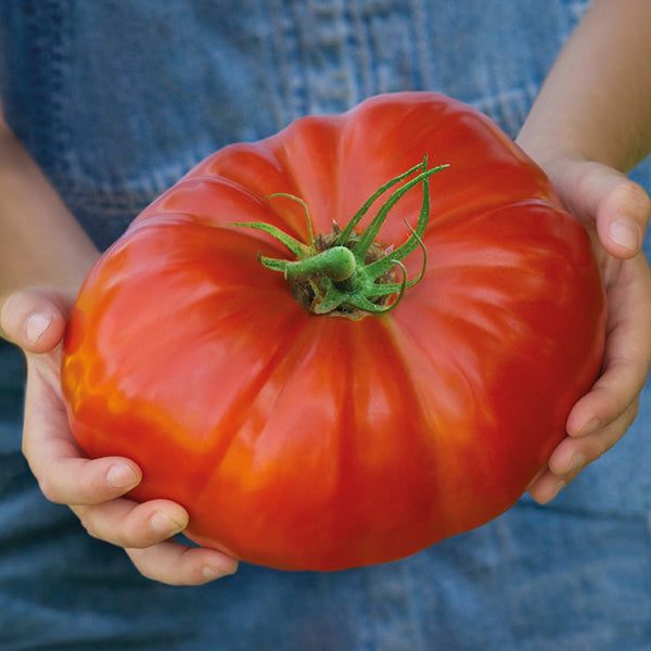 Tomato Gigantomo F1 Seeds