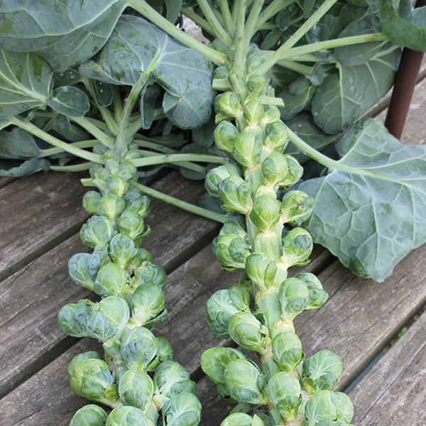 Brussels Sprout Trafalgar F1 Seeds