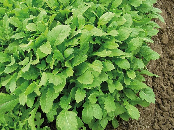 dt-brown VEGETABLE SEEDS Rocket Wasabi Veg Seeds