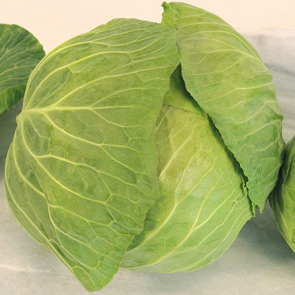 dt-brown VEGETABLE SEEDS Cabbage Cabbice Veg Seeds