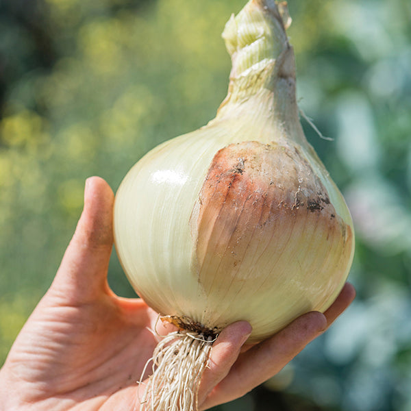 Onion Yellow Sweet Spanish Seeds