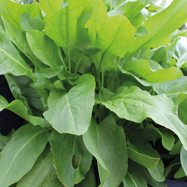 Sorrel Seeds