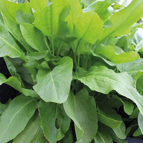 dt-brown VEGETABLE SEEDS Sorrel Herb Seeds