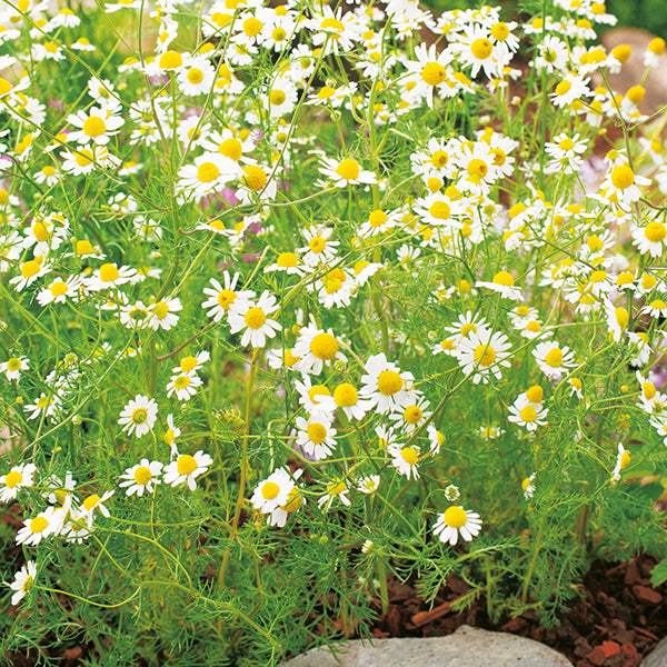 Chamomile Seeds