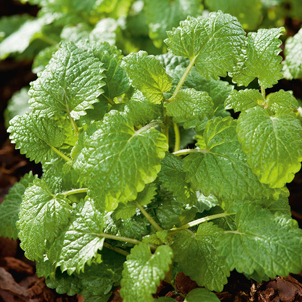Lemon Balm Seeds
