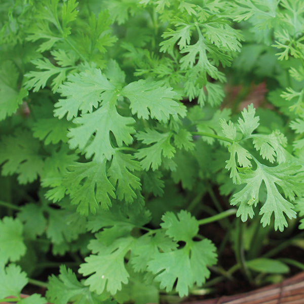 Coriander Lemon Seeds