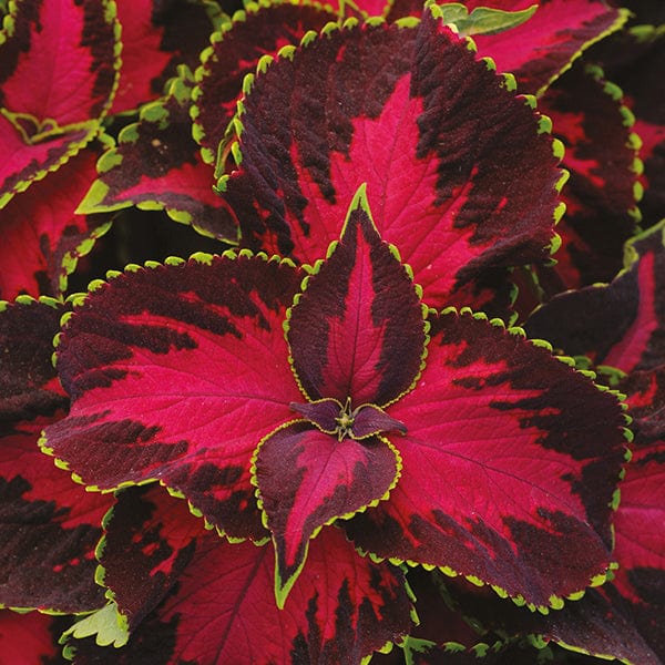 dt-brown FLOWER SEEDS Coleus Chocolate Covered Cherry Flower Seeds