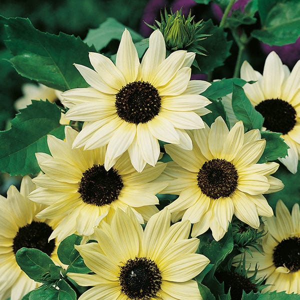 dt-brown FLOWER SEEDS Sunflower Vanilla Ice Flower Seeds