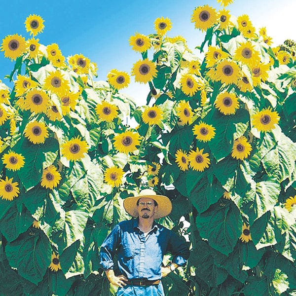 dt-brown FLOWER SEEDS Sunflower Kong F1 Flower Seeds