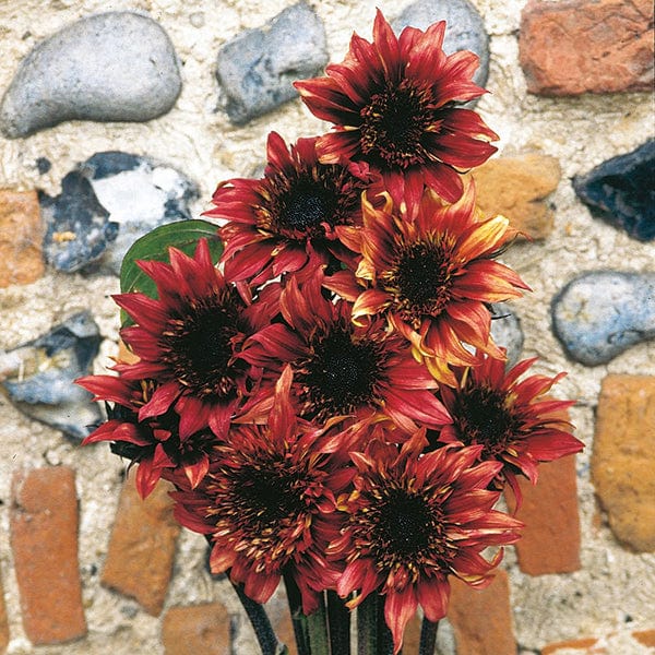 dt-brown FLOWER SEEDS Sunflower Indian Blanket F1 Flower Seeds