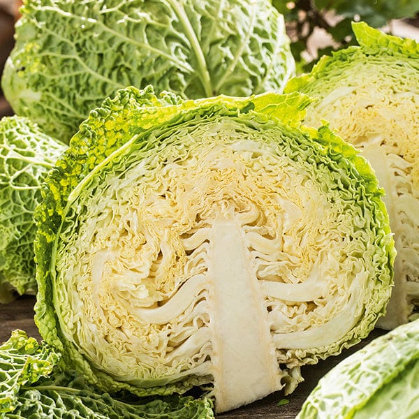 Cabbage Best of All Veg Seeds