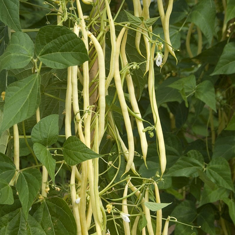 dt-brown VEGETABLE SEEDS Climbing French Bean Monte Gusto