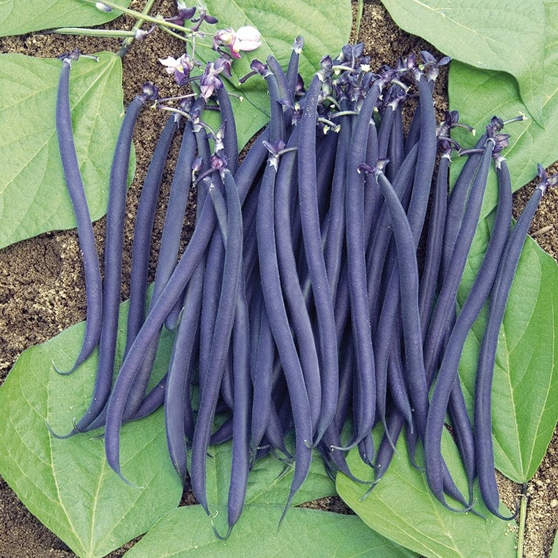 dt-brown 10 Plants (EARLY) Dwarf French Bean Velour Vegetable Plants