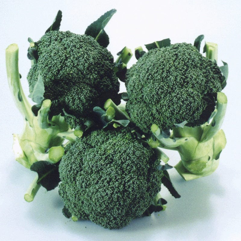 dt-brown VEGETABLE SEEDS Broccoli (Calabrese) Matsuri F1