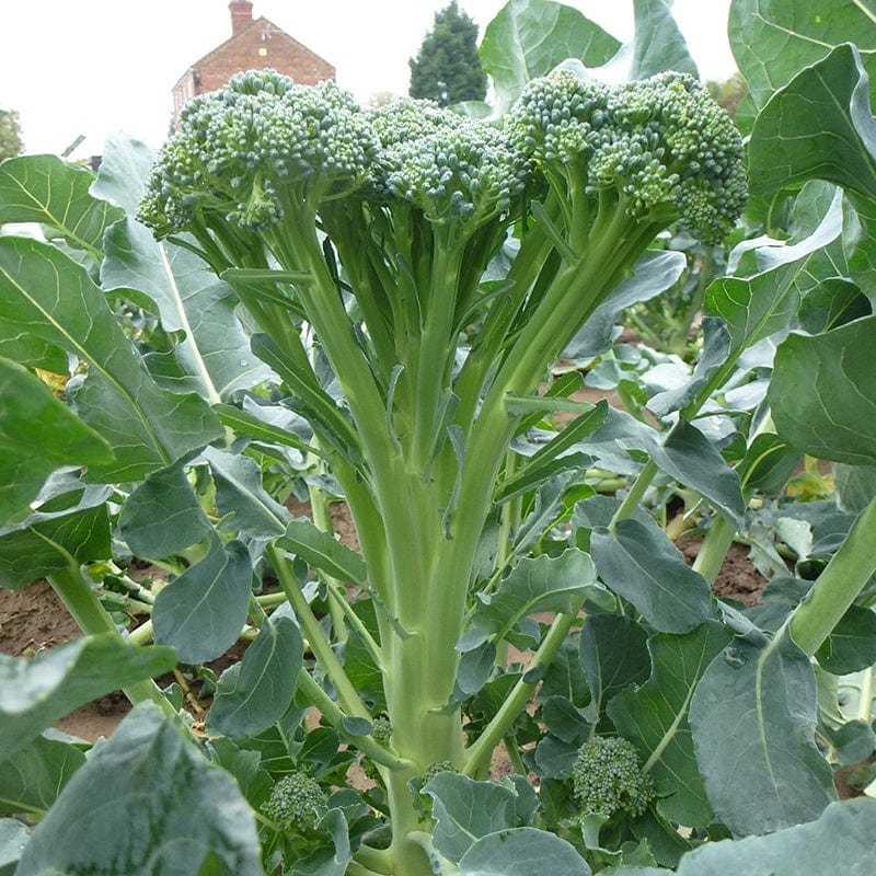 Broccoli Stemia F1