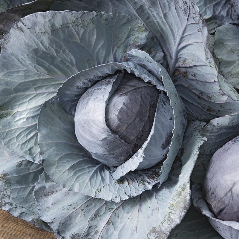 dt-brown VEGETABLE SEEDS Cabbage Klimaro F1