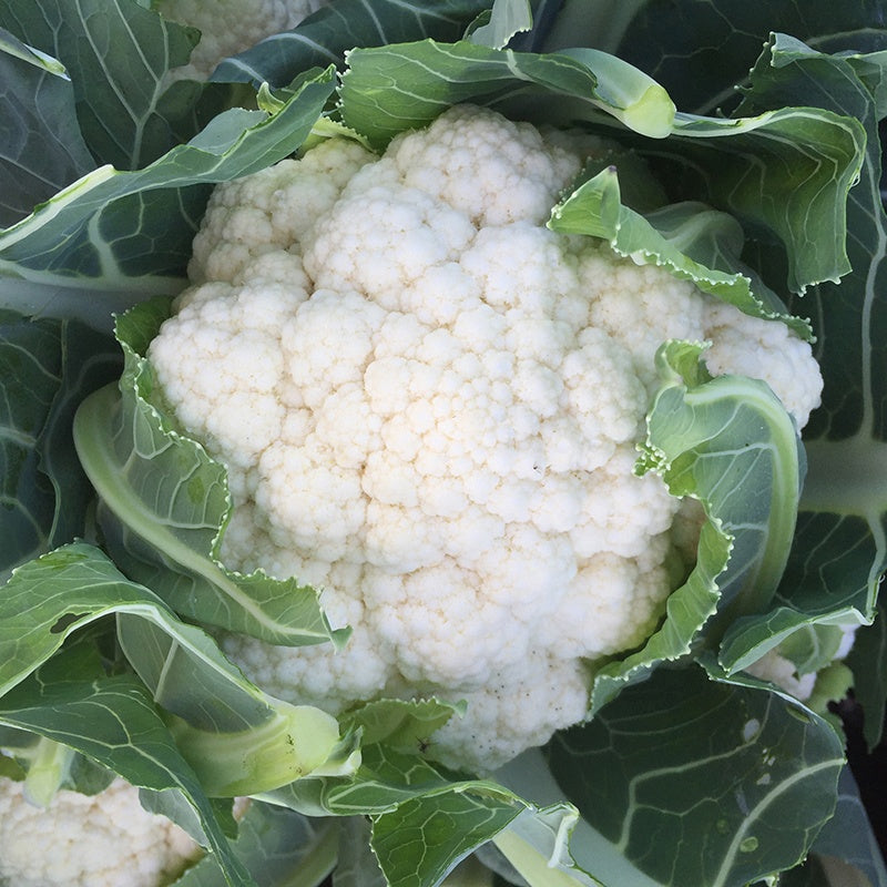 Cauliflower Orkney F1 Seeds