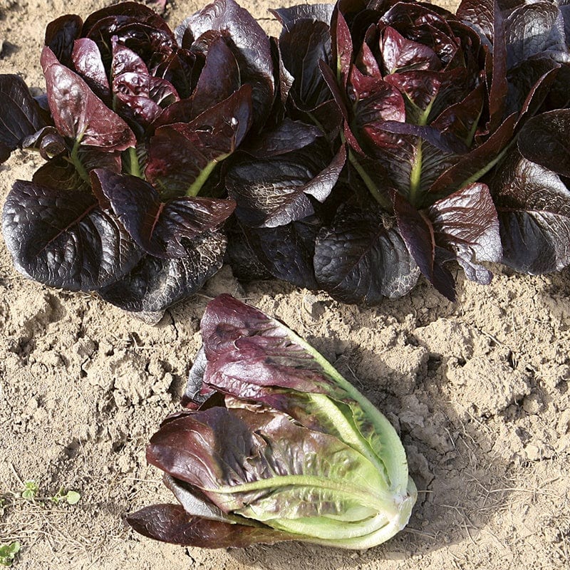 dt-brown VEGETABLE SEEDS Lettuce Moonred