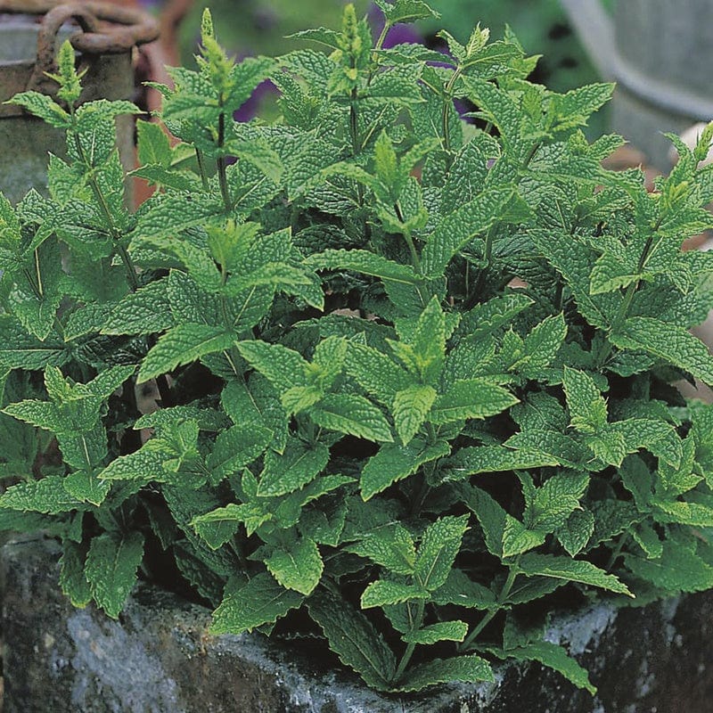 dt-brown VEGETABLE SEEDS Garden Mint Herb Seeds