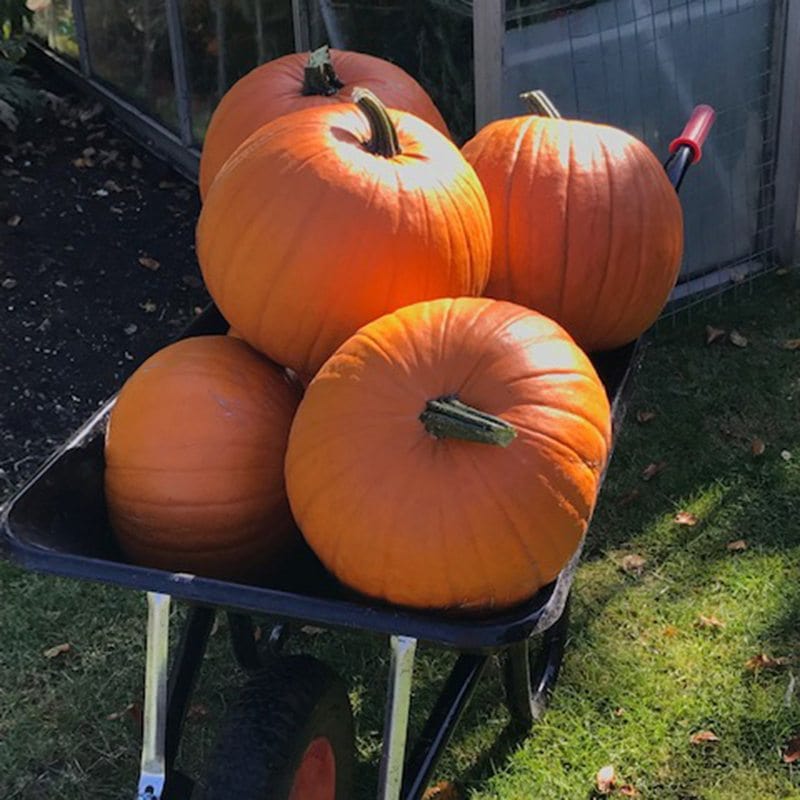 dt-brown VEGETABLE SEEDS Pumpkin Wicked F1