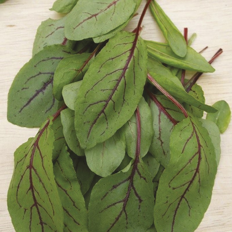 Red Veined Sorrel Seeds