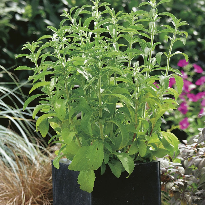 Stevia rebaudiana Seeds