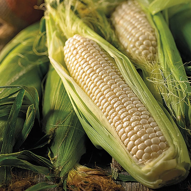 dt-brown VEGETABLE SEEDS Sweet Corn Amaize F1