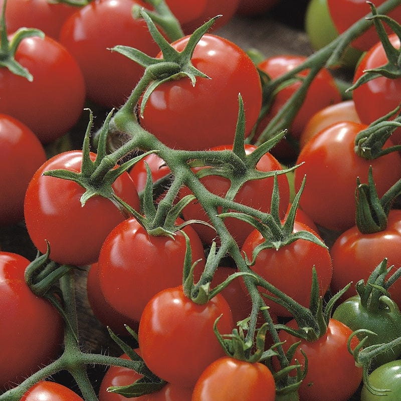 dt-brown VEGETABLE SEEDS Tomato Red Alert