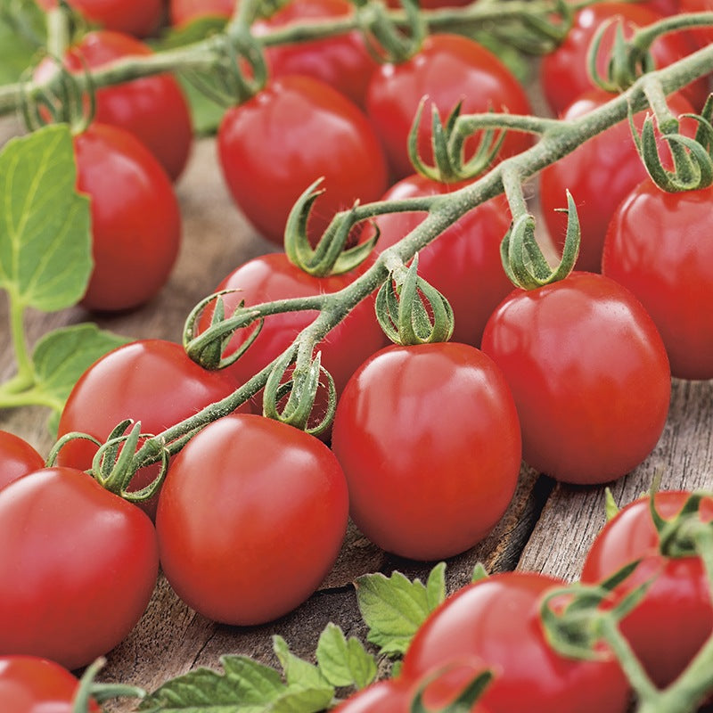 Tomato Apero F1 Seeds