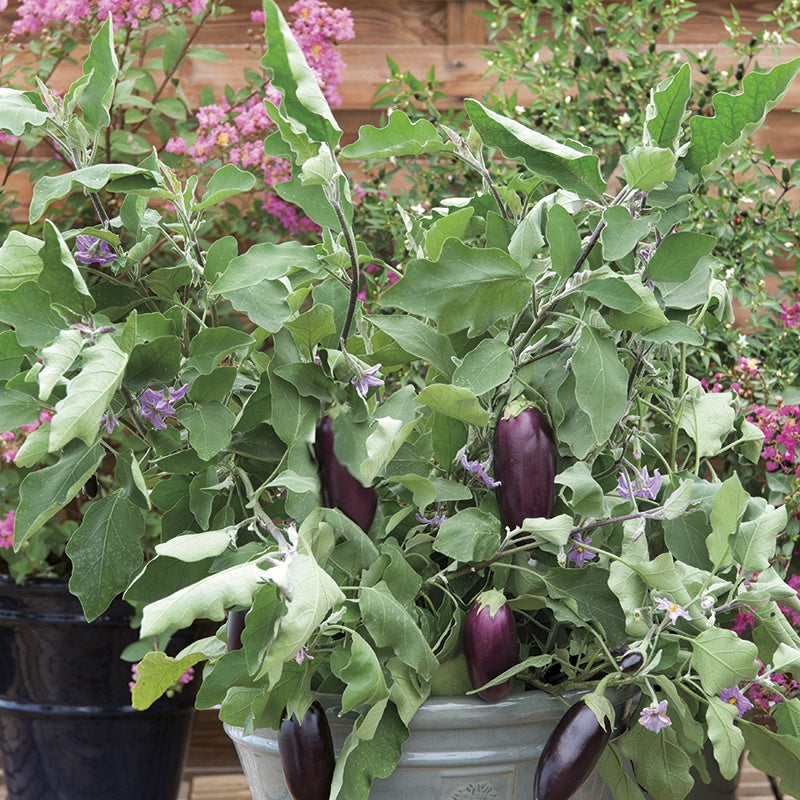 Aubergine Jewel F1 Mix Seeds