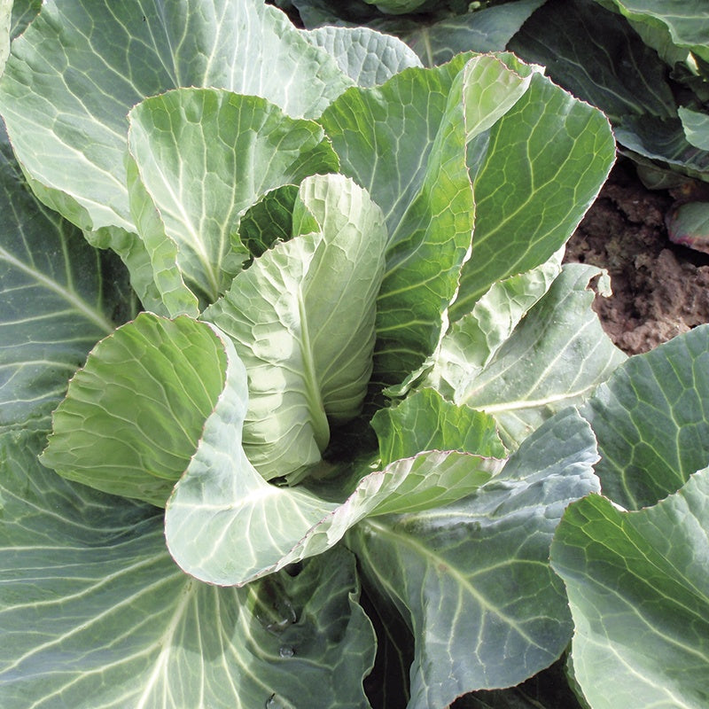 Cabbage Summer Jewel F1 Seeds