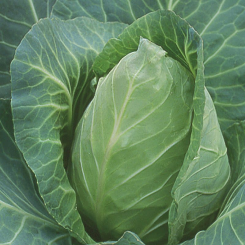 dt-brown VEGETABLE SEEDS Cabbage Point One F1 Seeds