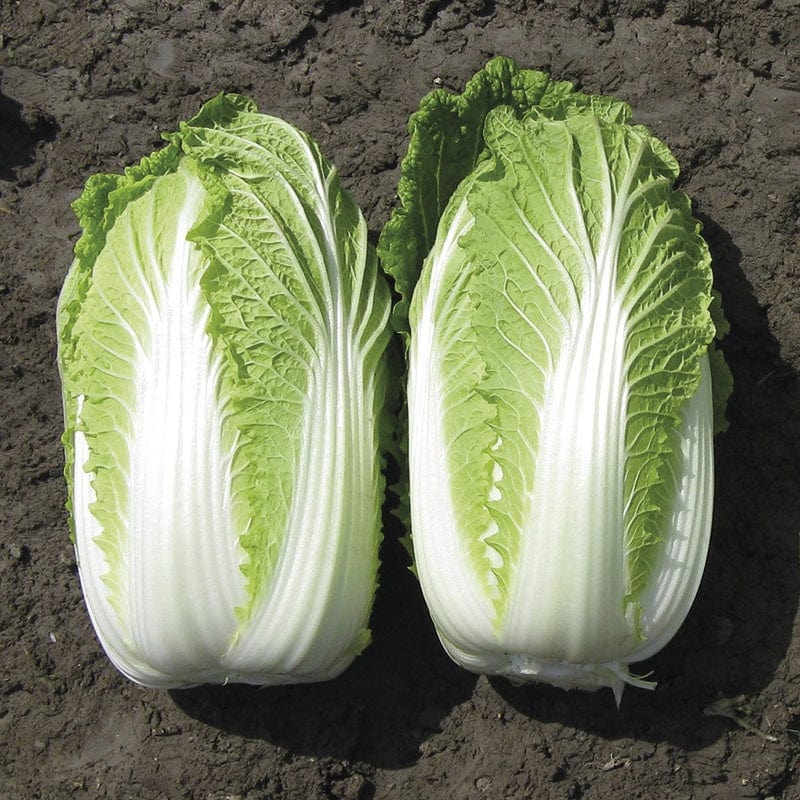 dt-brown VEGETABLE SEEDS Chinese Cabbage Kiseki F1 Seeds