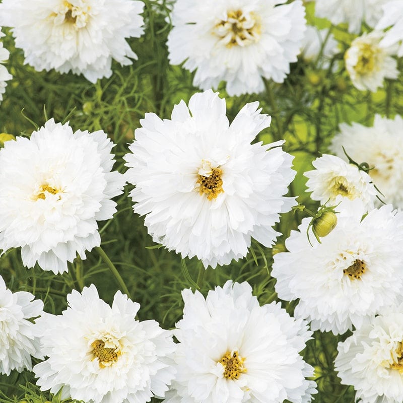 dt-brown FLOWER SEEDS Cosmos Snow Puff