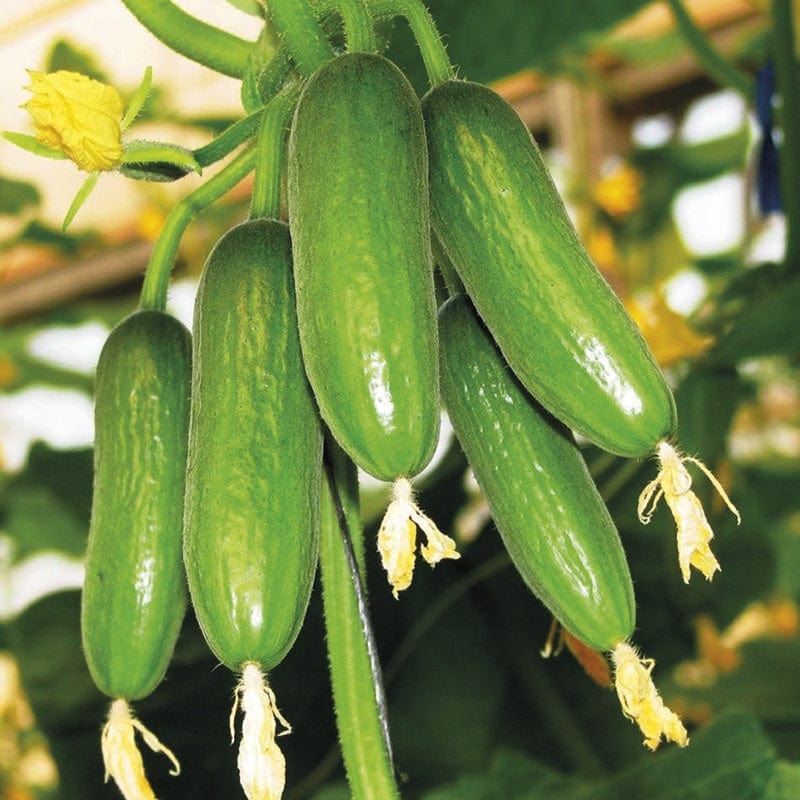 dt-brown VEGETABLE SEEDS Cucumber Mini Munch F1 Seeds
