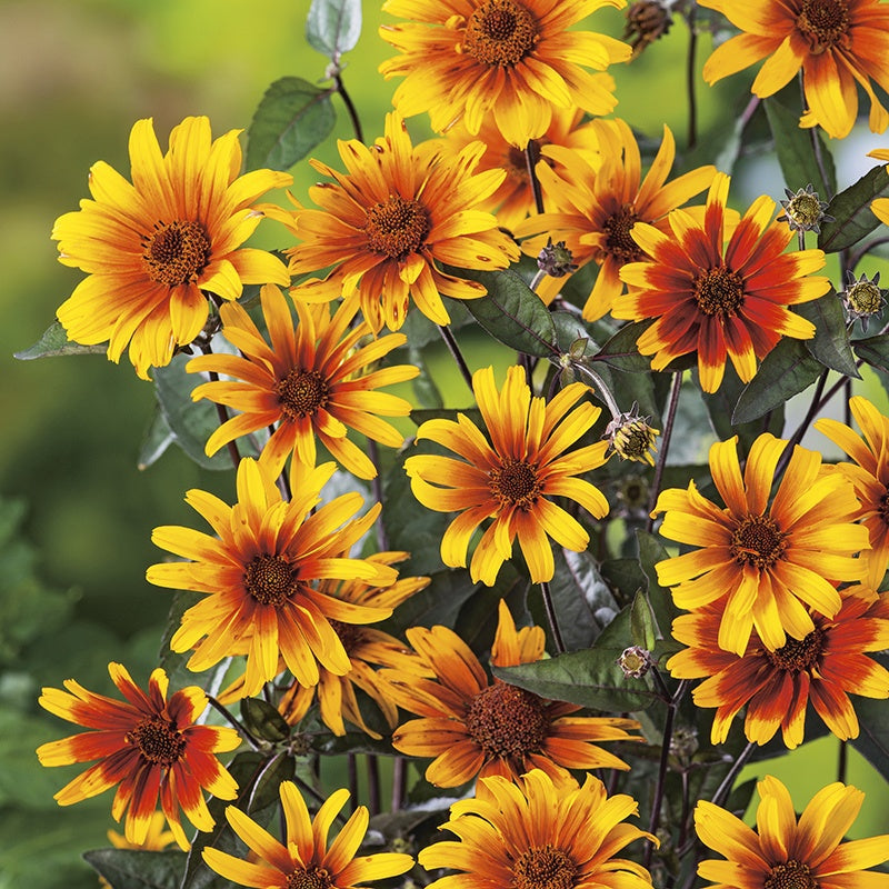 Heliopsis Burning Hearts Seeds