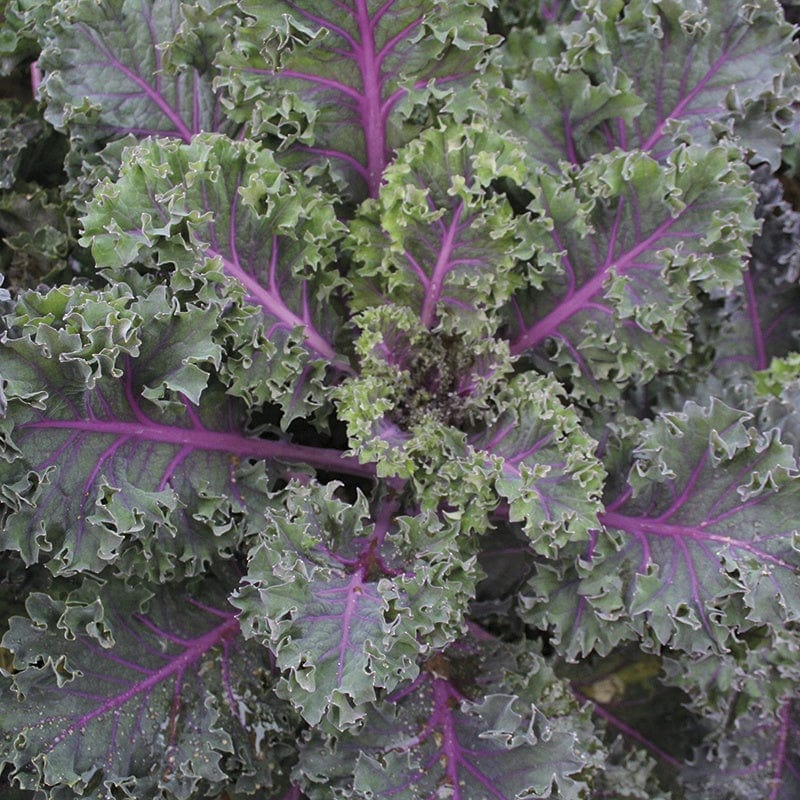 dt-brown VEGETABLE SEEDS Kale Midnight Sun Seeds