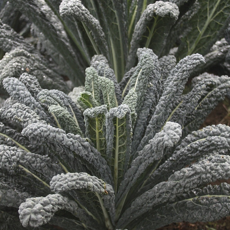 Kale Raven F1 Seeds