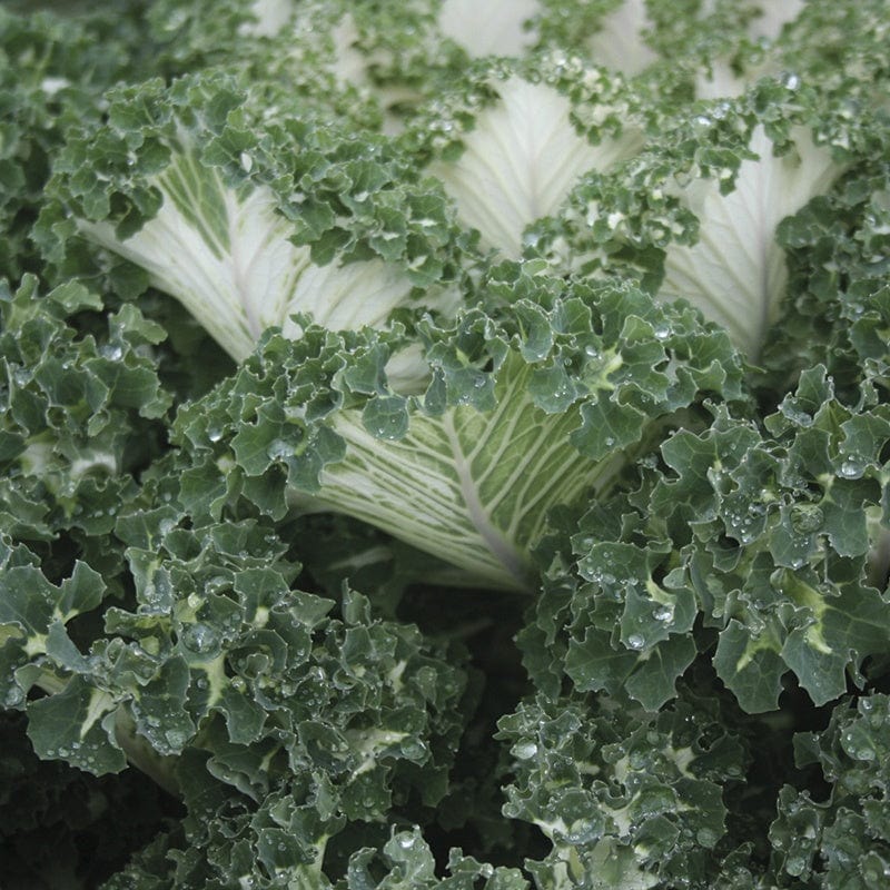 dt-brown VEGETABLE SEEDS Kale Emerald Ice Seeds